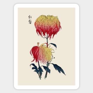 Chrysanthemum Antique Japanese Botanical Illustration Sticker